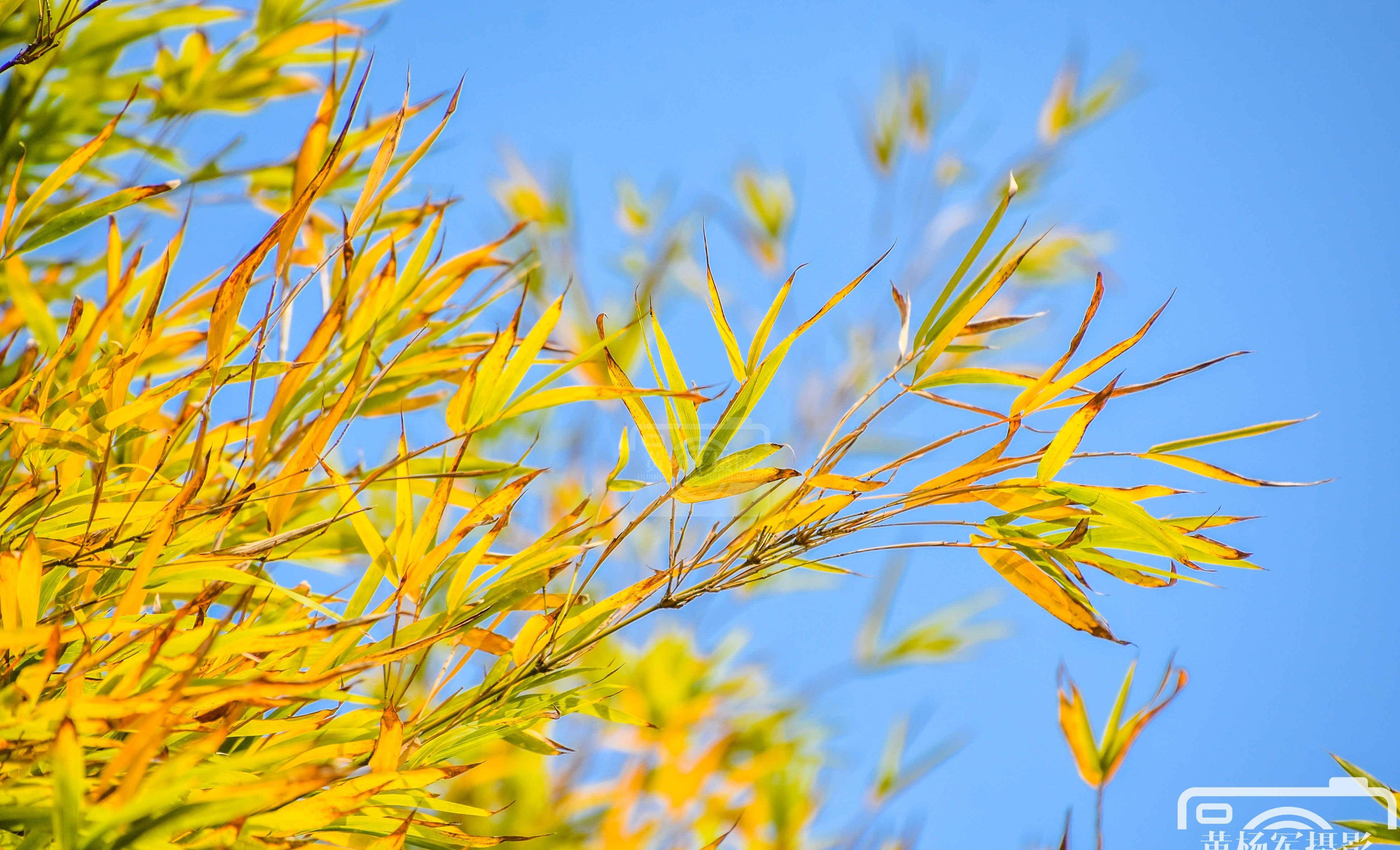 淡蓝天空下色彩动人的黄竹叶,初冬时节的乡村景色非常漂亮_土壤_植物