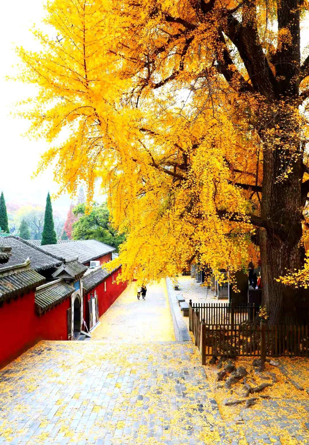 郑州最美的银杏,不在别处,就在少林寺_风景_景区_时候