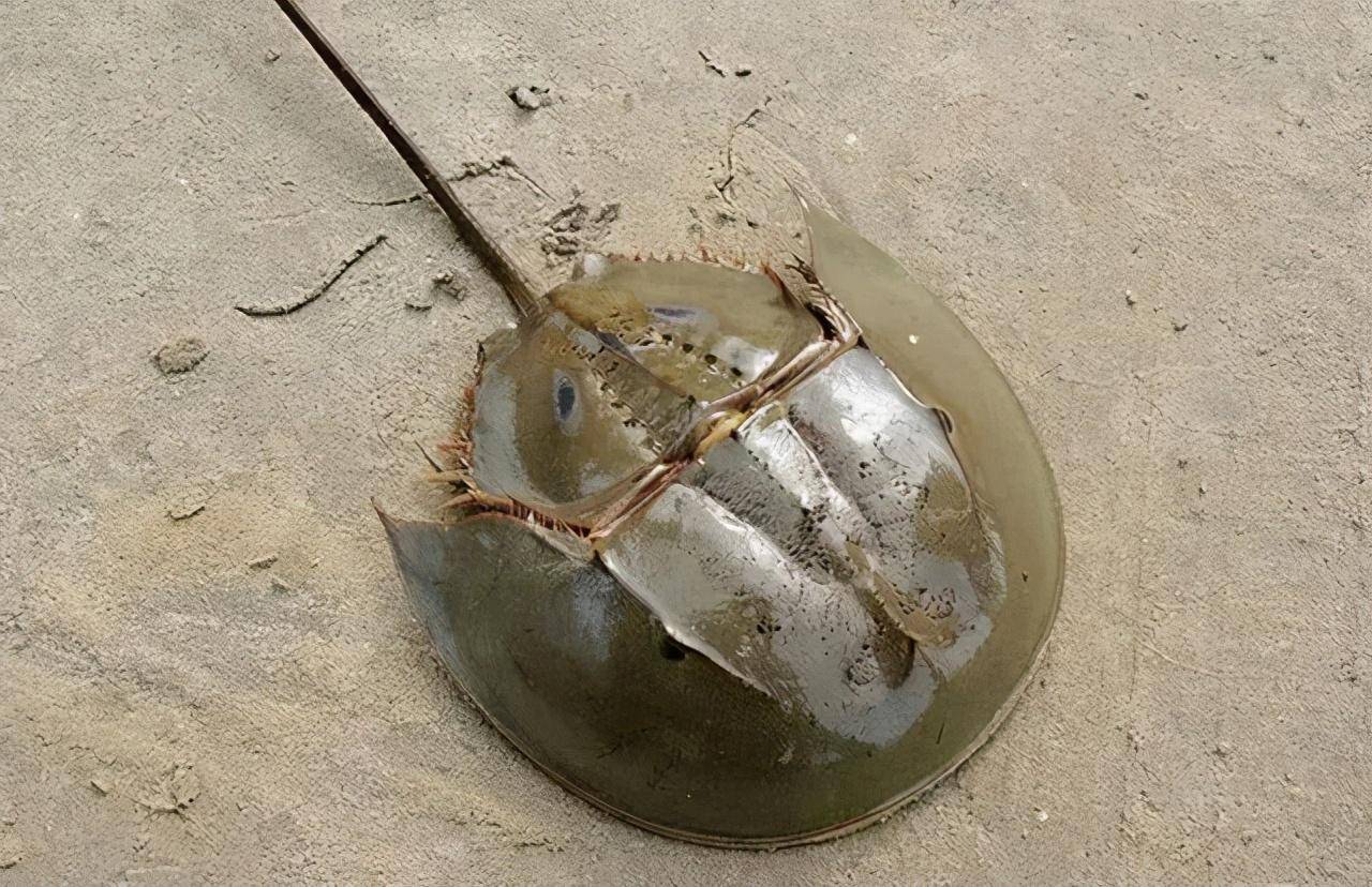 由于福建人爱吃鲎,大量捕捉及其他原因,上世纪末起平潭中国鲎逐渐减少