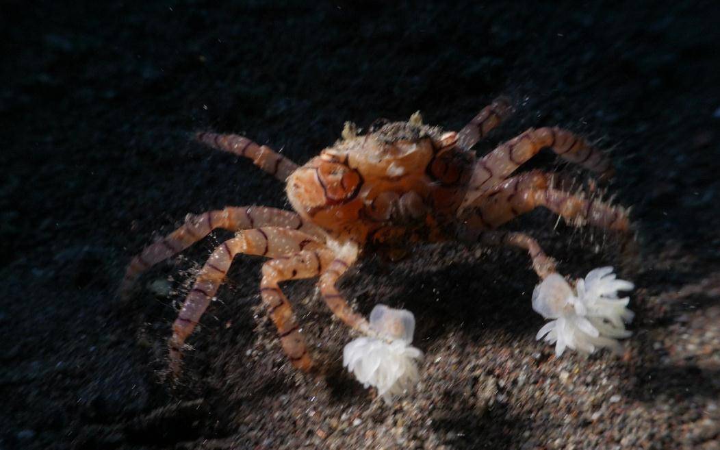 拳击蟹:去偷,去抢,去克隆,反正绝不能手空空_海葵_螃蟹_研究