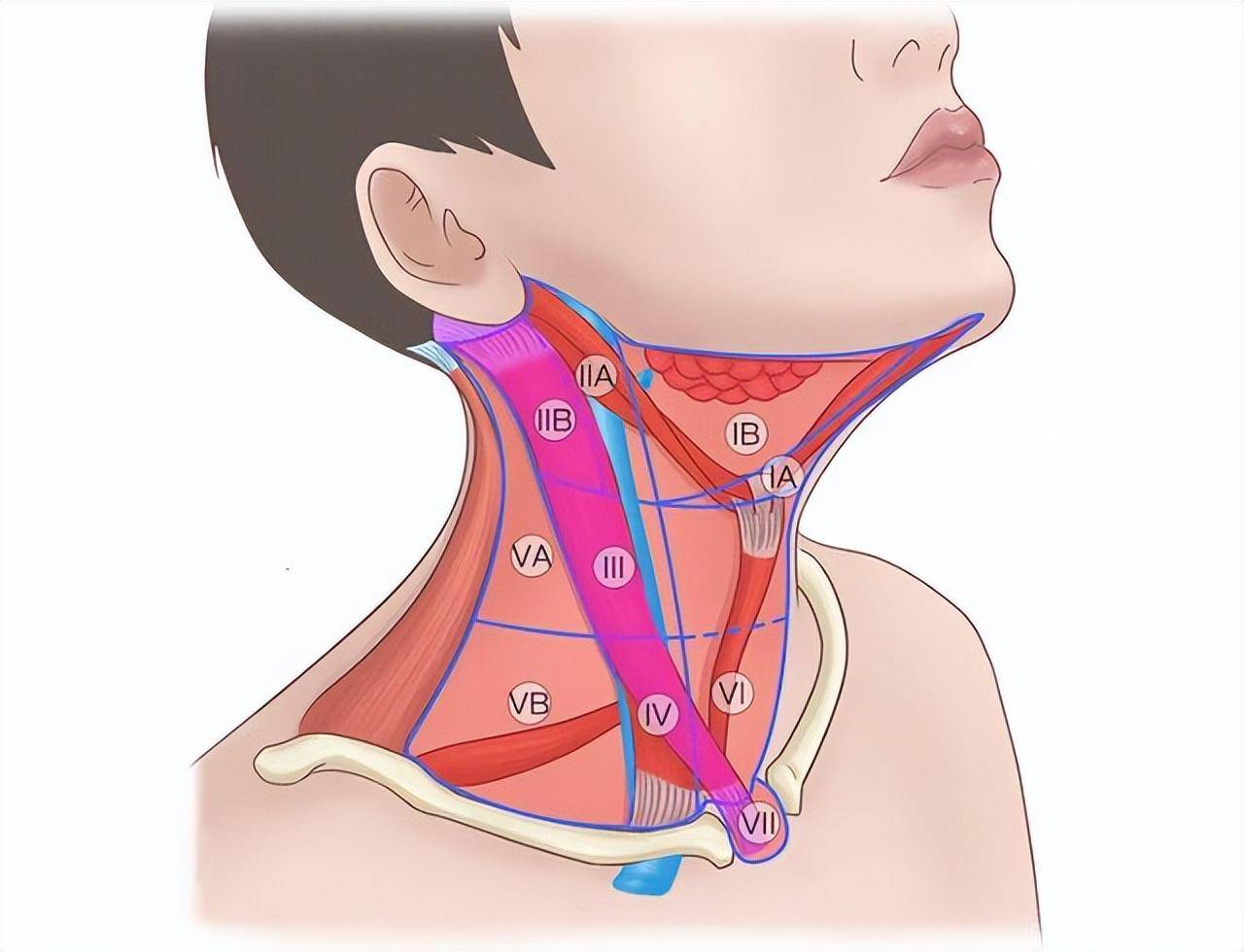颈部淋巴结中央区图片