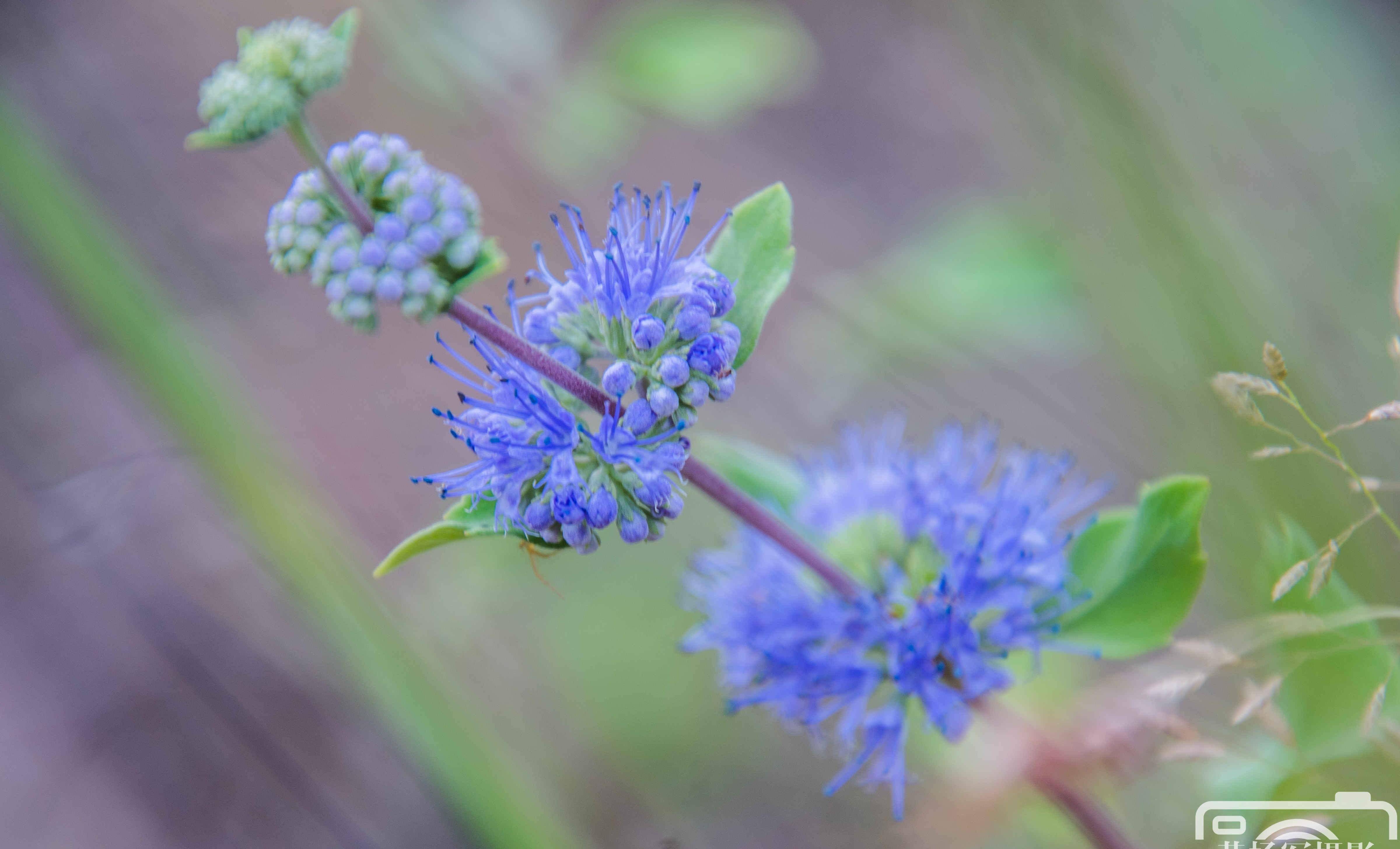 遇见兰香草花绽放的美丽,蓝紫色娇美的花朵很漂亮_生活_边缘_裂片
