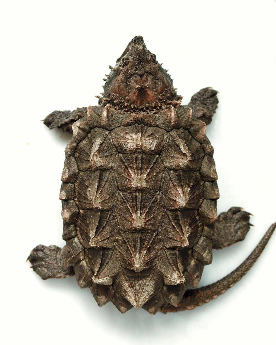 鳄龟分类图片