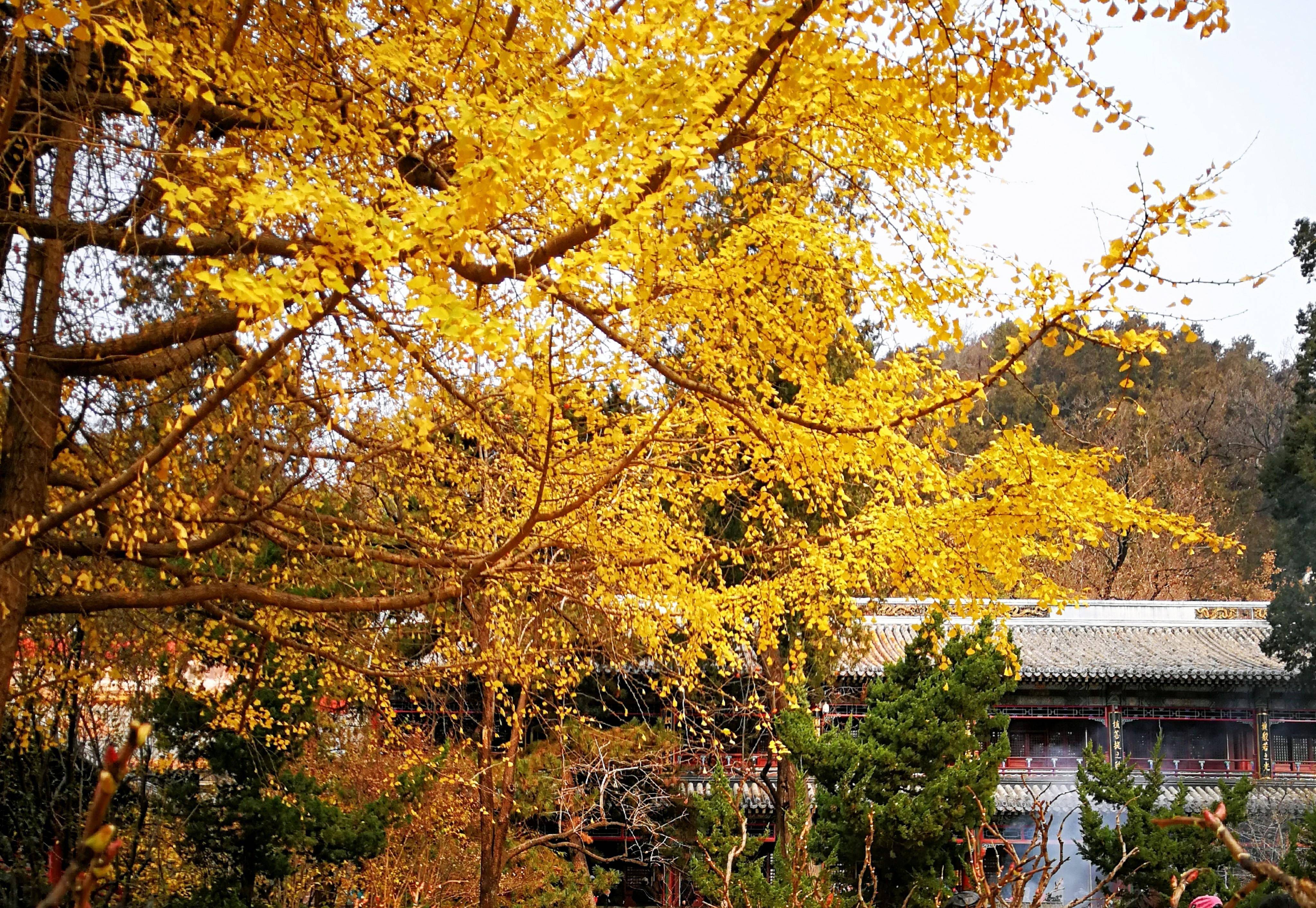 潭柘寺里1400多年的银杏树，在秋天美出了新高度！_帝王树