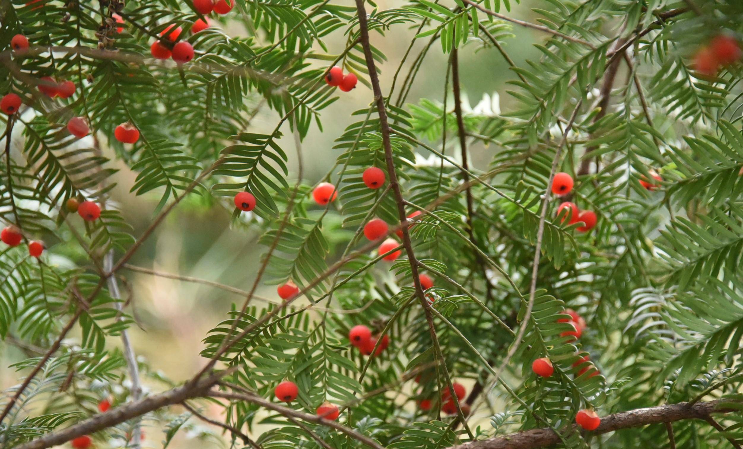 河南:新郑具茨山的红豆杉结果了,让人赏心悦目_种植_植物_红色