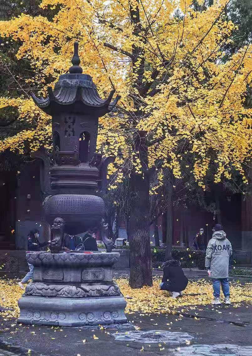 古刹银杏金黄灿灿,尽显古城秋色浓浓_白马寺_洛阳_带着