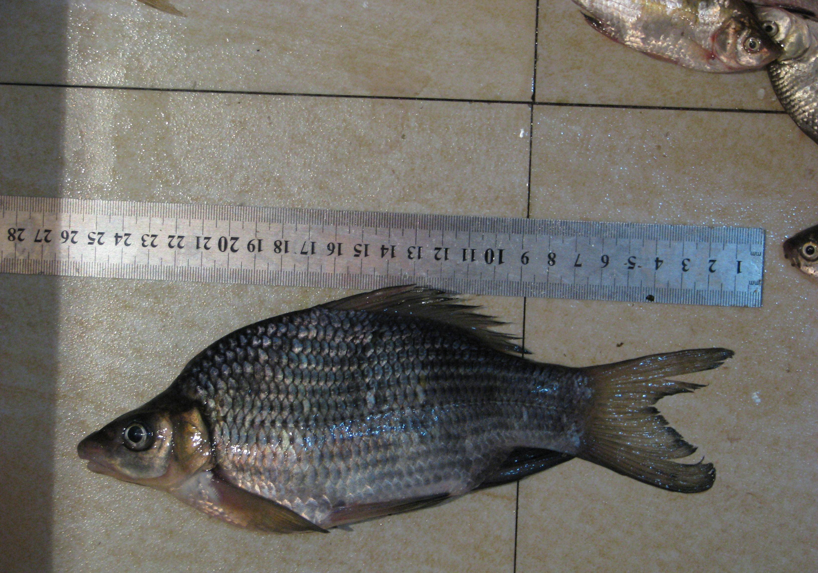 岩原鲤4,岩原鲤,为鲤科原鲤属的鱼类,俗名水子,黑鲤鱼,岩鲤,墨鲤,是