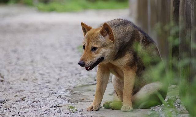 中華田園犬毛髮不好怎麼辦_狗狗_鍛鍊_毛質