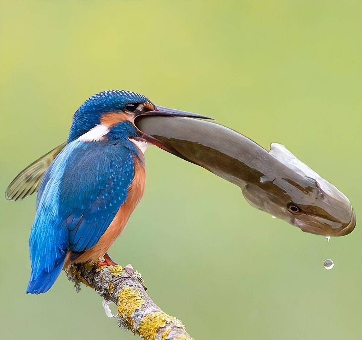 50种萌翻我们的罕见鸟类_父亲_镜子_史蒂文