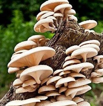 榕树上的木耳很好吃,那么榕树上的长得像平菇形状的菇子能吃吗?