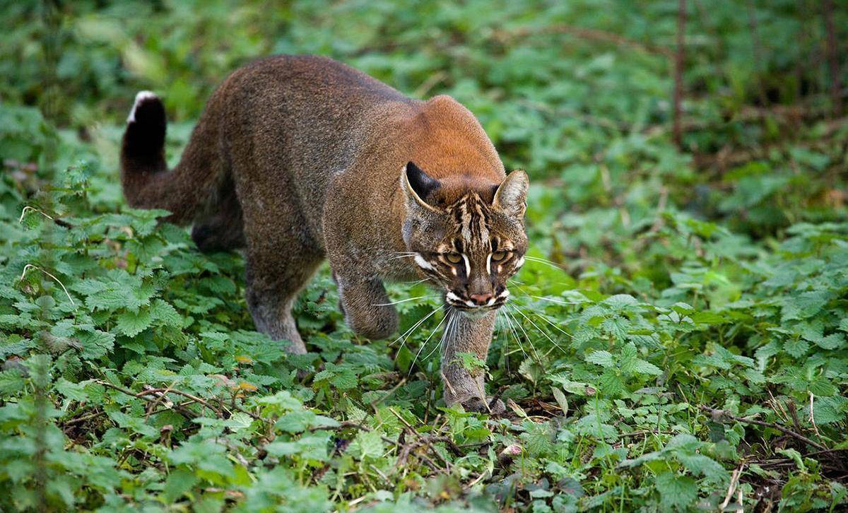 南方的一种猫科动物,在林中没有虎豹的前提下,扛起了兽王的大旗_中型
