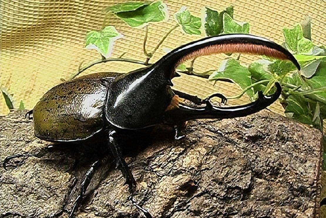 北京海关查获活体长戟犀金龟 为何海关要截获?