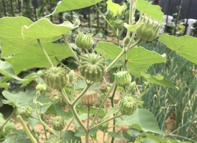 在山谷,有1种奇特的野草,被称为"苘麻,能当盆栽,也值钱!