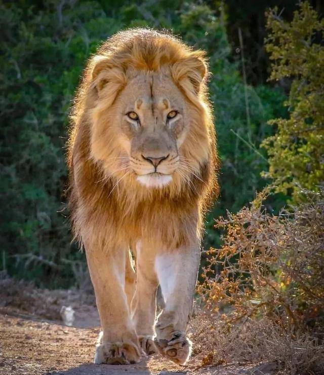 天选之子:杰克雄狮,担负改良狮群基因的艰巨任务,却至今单身_吉尔