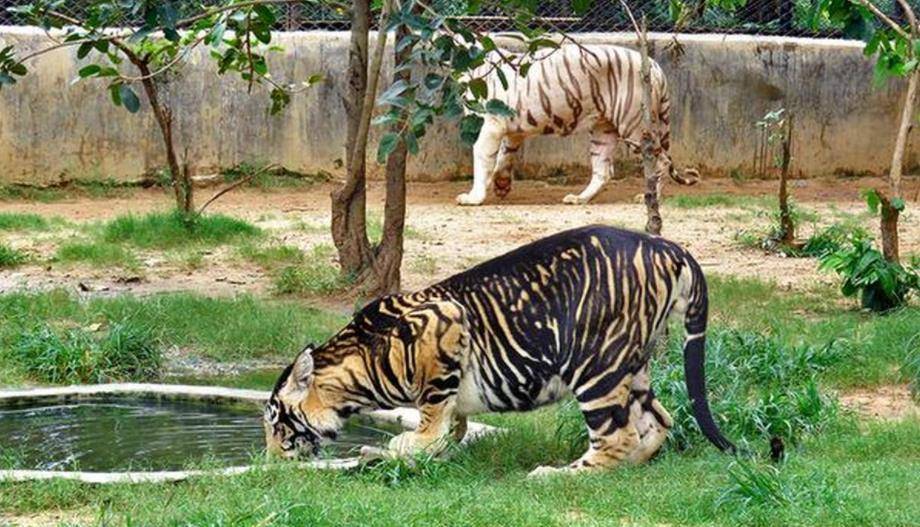 印度摄影师拍到罕见的野生"黑虎"!独特毛色的成因又与人类有关?
