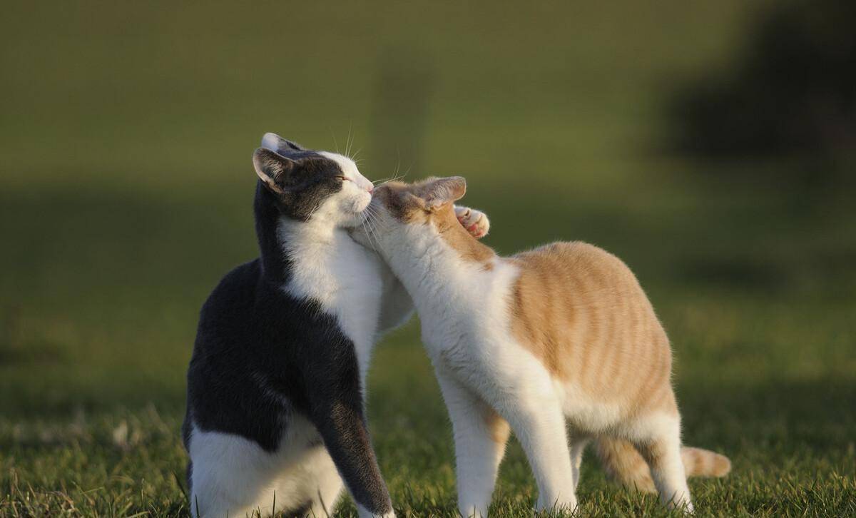 猫咪的生理结构和人的不一样,他们在发情期没办法控制自己的情绪和