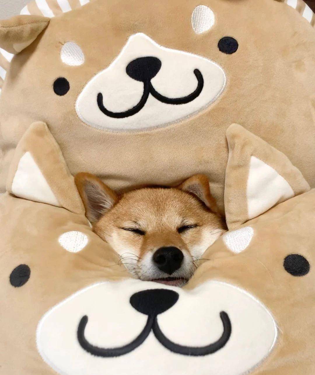 日本网友家有只"贪睡柴犬",凭借呆萌的表情包,走红了朋友圈_生活_写作