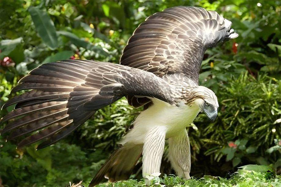 食猴鹰的"铁血柔情":捕猎猴子手段残忍,逼雏鹰捕猎冷酷心狠_雏鸟