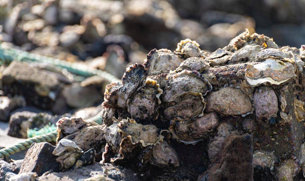 礁石上的牡蛎5.