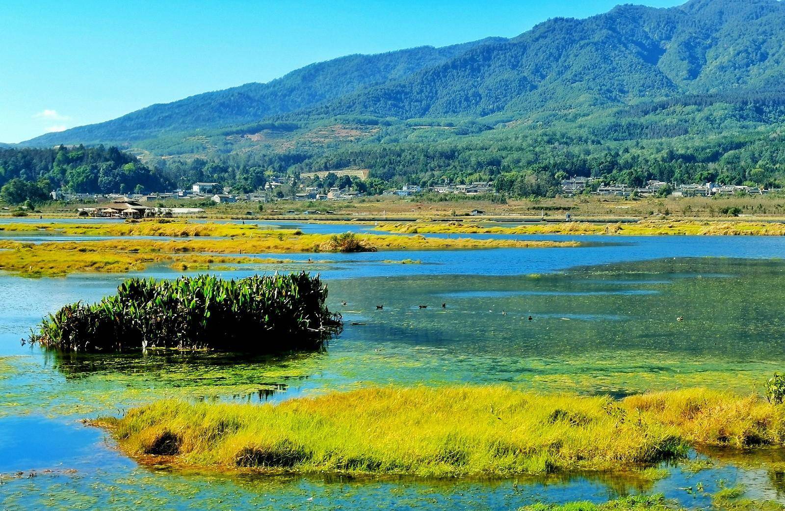 腾冲北海湿地确实奇异，水草根部交织长在一路，浮在水面好像草岛