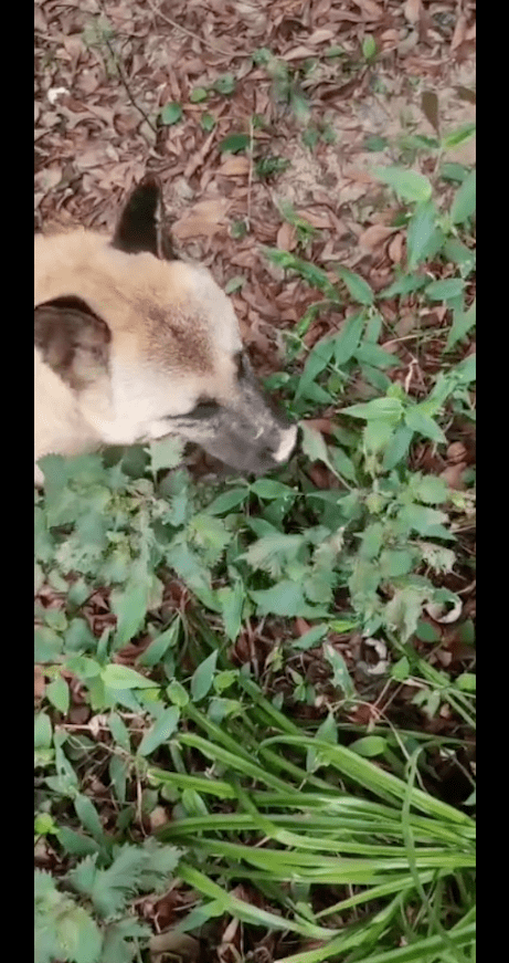 仆人伤风花几百买药吃，狗狗伤风后本身去找草吃，几天后就好了！