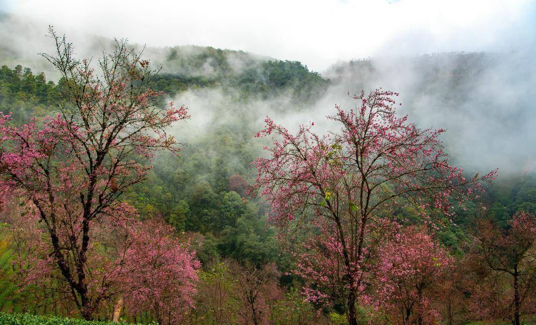 云南无量山樱花谷,被称作春天最早到达的地方_景区_茶园_南涧县