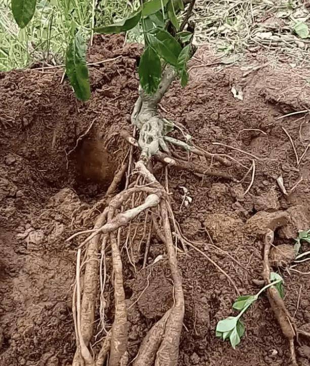 1种"金钟根"越来越珍贵,根部70厘米长,家乡若是有,别铲除掉_牛大力