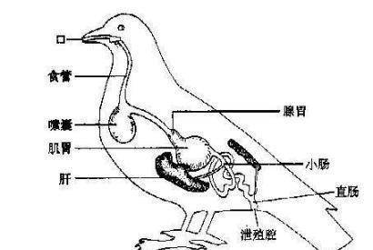 除了胸大一无是处的鸟类