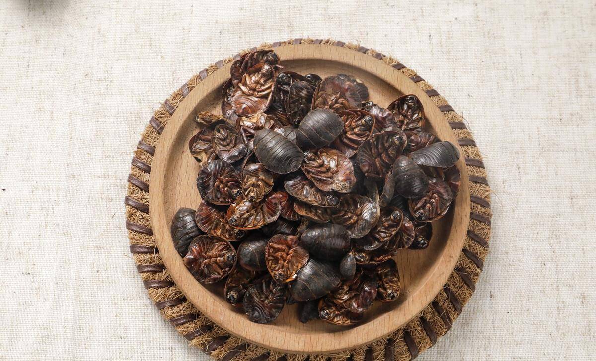 身披铠甲的土肥圆,土鳖不是形容词,而是餐桌上100一斤的美食_王老大