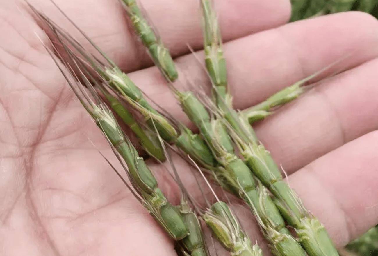 第三种:节节麦除了假高粱,在农村的农地里也有节节麦,它和小麦的形态