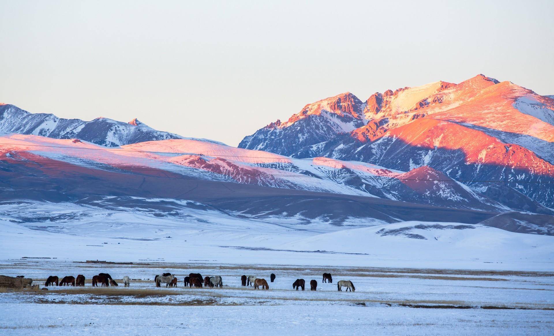 蜜蜂出疆后,阿勒泰下雪了,简直美得像个童话_喀纳斯_冰天雪地_地方