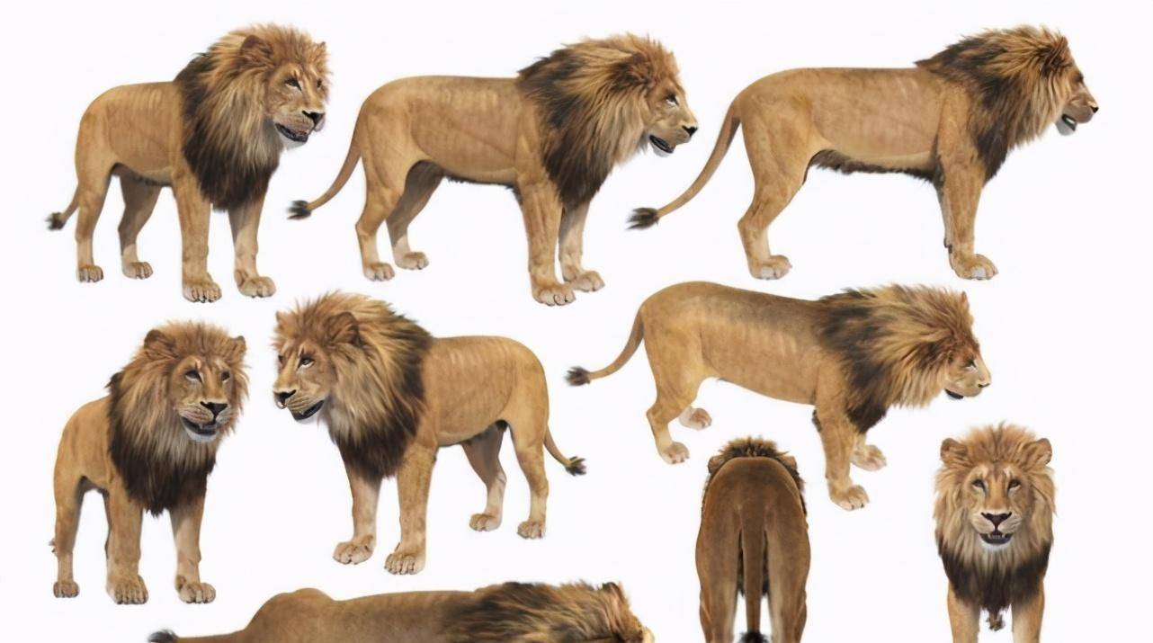 草原之王狮子，森林之王老虎，到底谁更厉害？_搜狐网