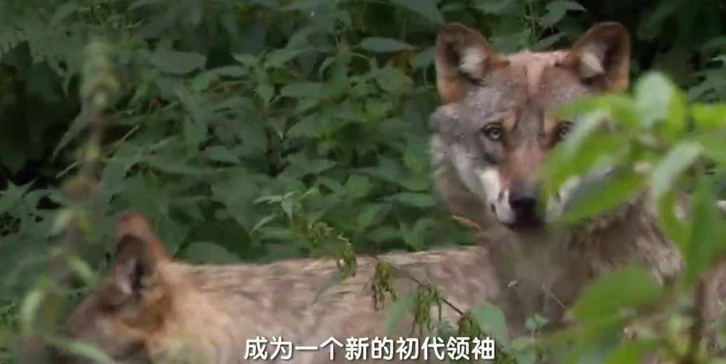 “一生一世一双狼”狼的社会结构:一夫一妻制,忠诚恩爱尊老爱幼_狼群_狼王_夫妻