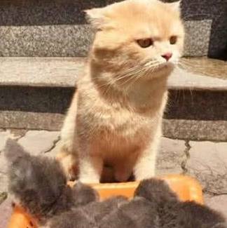猫咪生下一窝小崽,主人被眼前的一幕笑趴了 猫咪生下一窝小崽,主人被眼前的一幕笑趴了