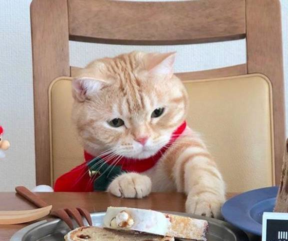 猫咪吃饭时的5个"小怪癖",看看你家猫中几个?_主人_习惯_样子