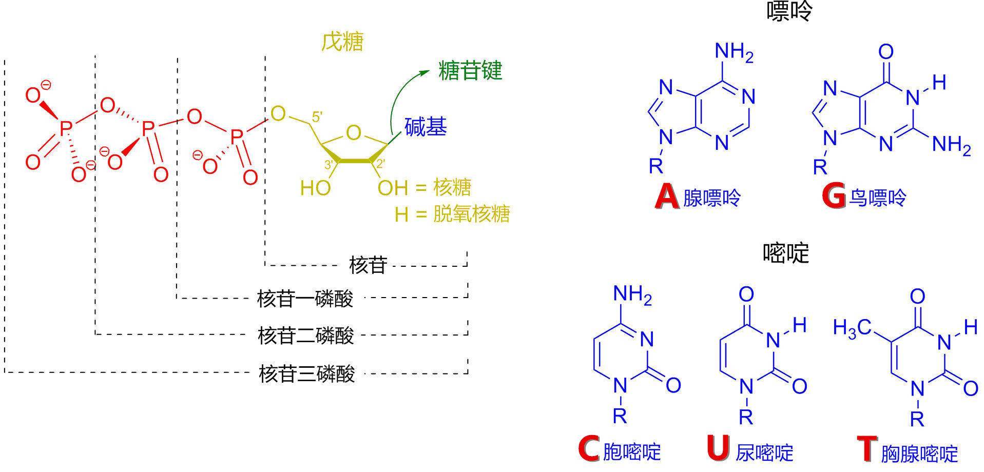 五碳糖结构图碳的序号图片