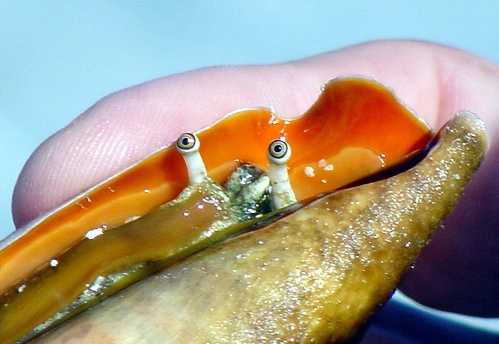 海螺有眼睛!这是一只草莓海螺,看看是怎么回事.