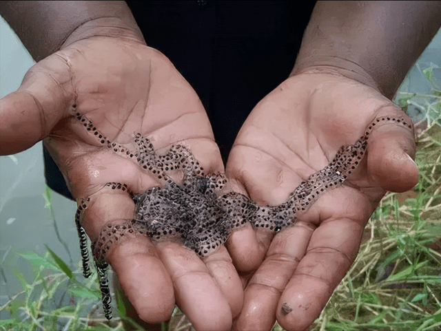 甘蔗蟾蜍的数量剧增其实与它们在澳大利亚没有天敌有很大的关系,在