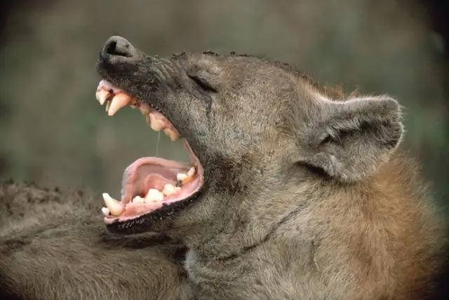 斑鬣狗咬合力图片
