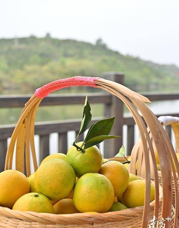 "2022化州官桥伟立红橙采摘旅游节"启动_农业_产业_活动