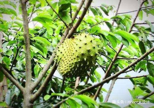 口感像牛奶的3種水果,紅毛榴蓮,牛奶果,番荔枝,好吃又營養!