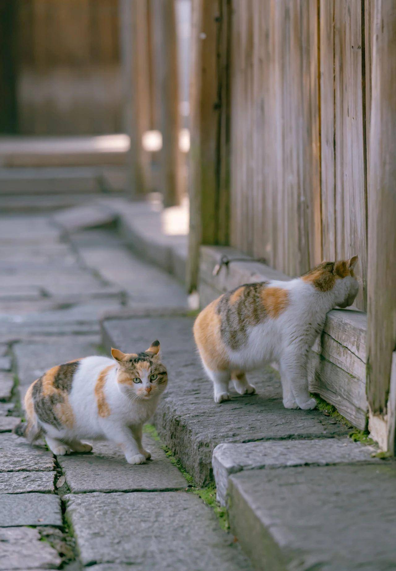 乌镇那些可爱的猫或闲逛于小巷或飞奔于屋瓦