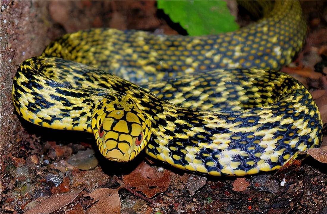 "一里有王蛇,十里无毒蛇",王锦蛇是如何靠臭味驰骋蛇界的