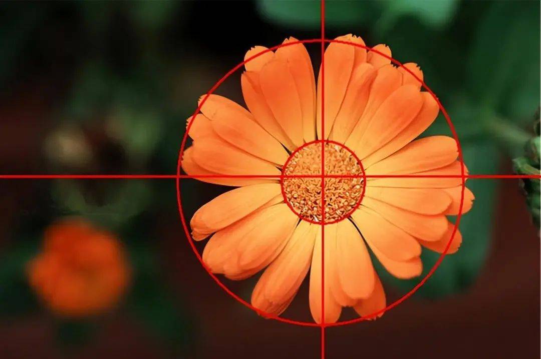 赞皇电商小知识|圆形构图拍出来的照片有多美?进来看!_镜头_画面_视觉