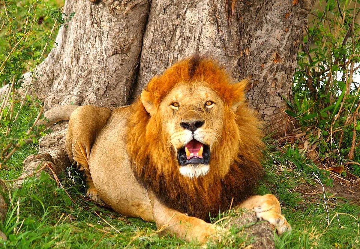 比较其他种类雄狮的"长发飘逸",西非狮的雄性鬃毛要短的多.