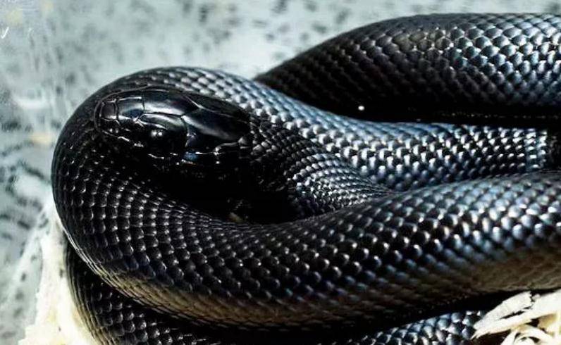 k-bo黑蛇图片
