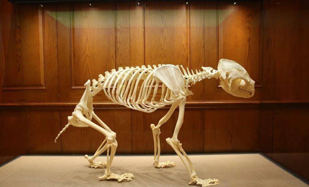 全球首家!成都大熊猫7000m²别墅曝光,奇幻竹林细节满满