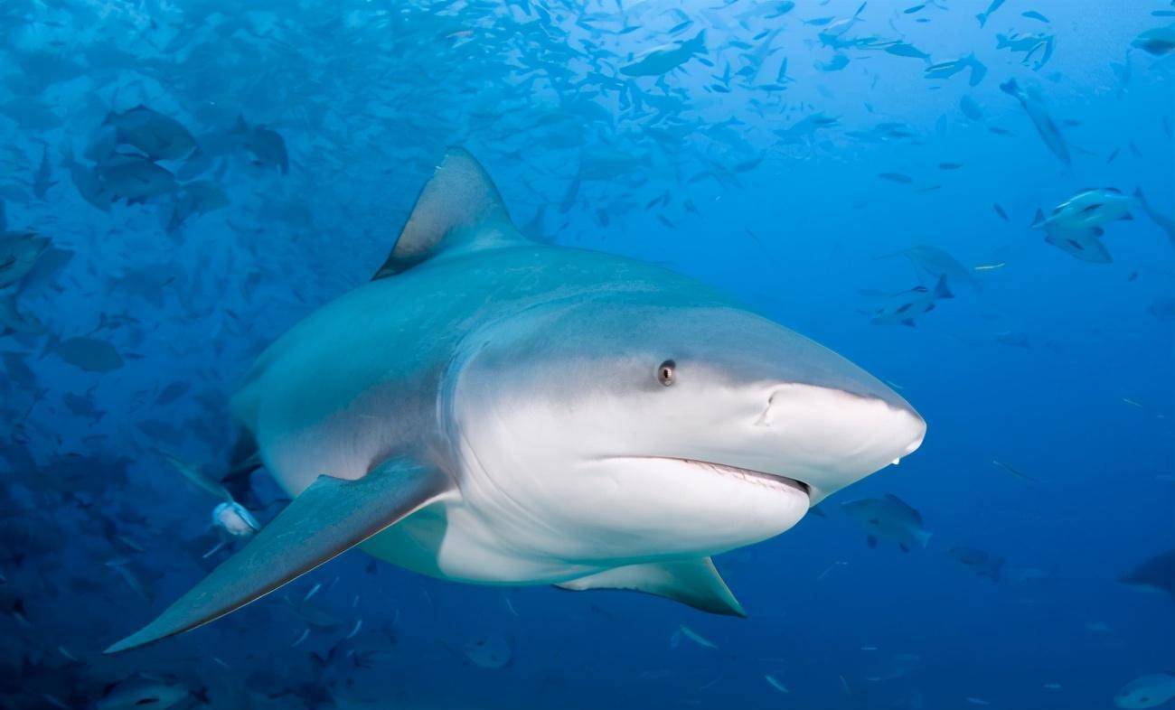 可以生活在淡水的鲨鱼，多次主动袭击人类，却让大白鲨背锅_搜狐网