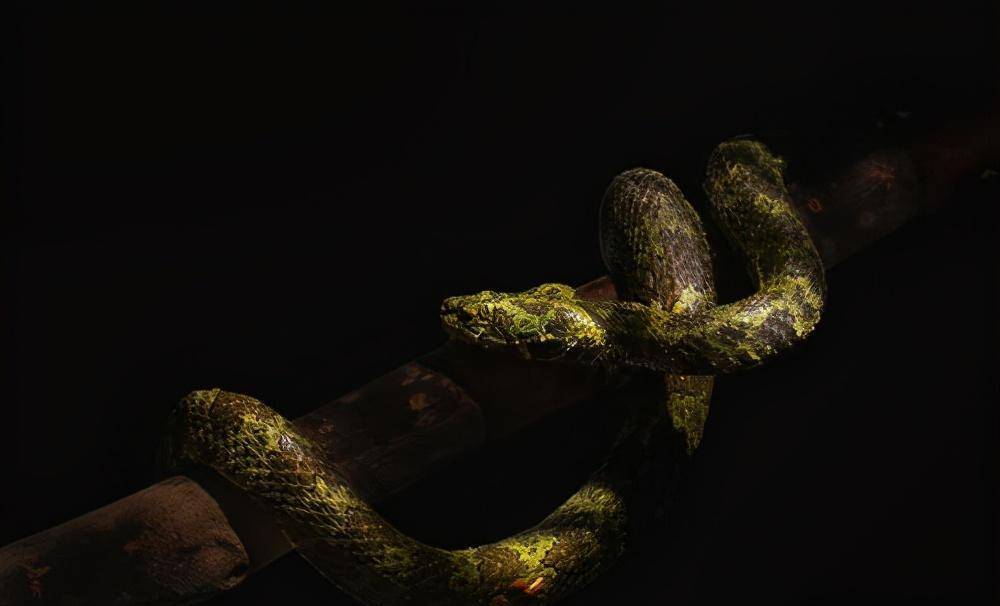 "三角头"不一定有毒,但这些"三角头"一定有毒-原矛头蝮属_烙铁头