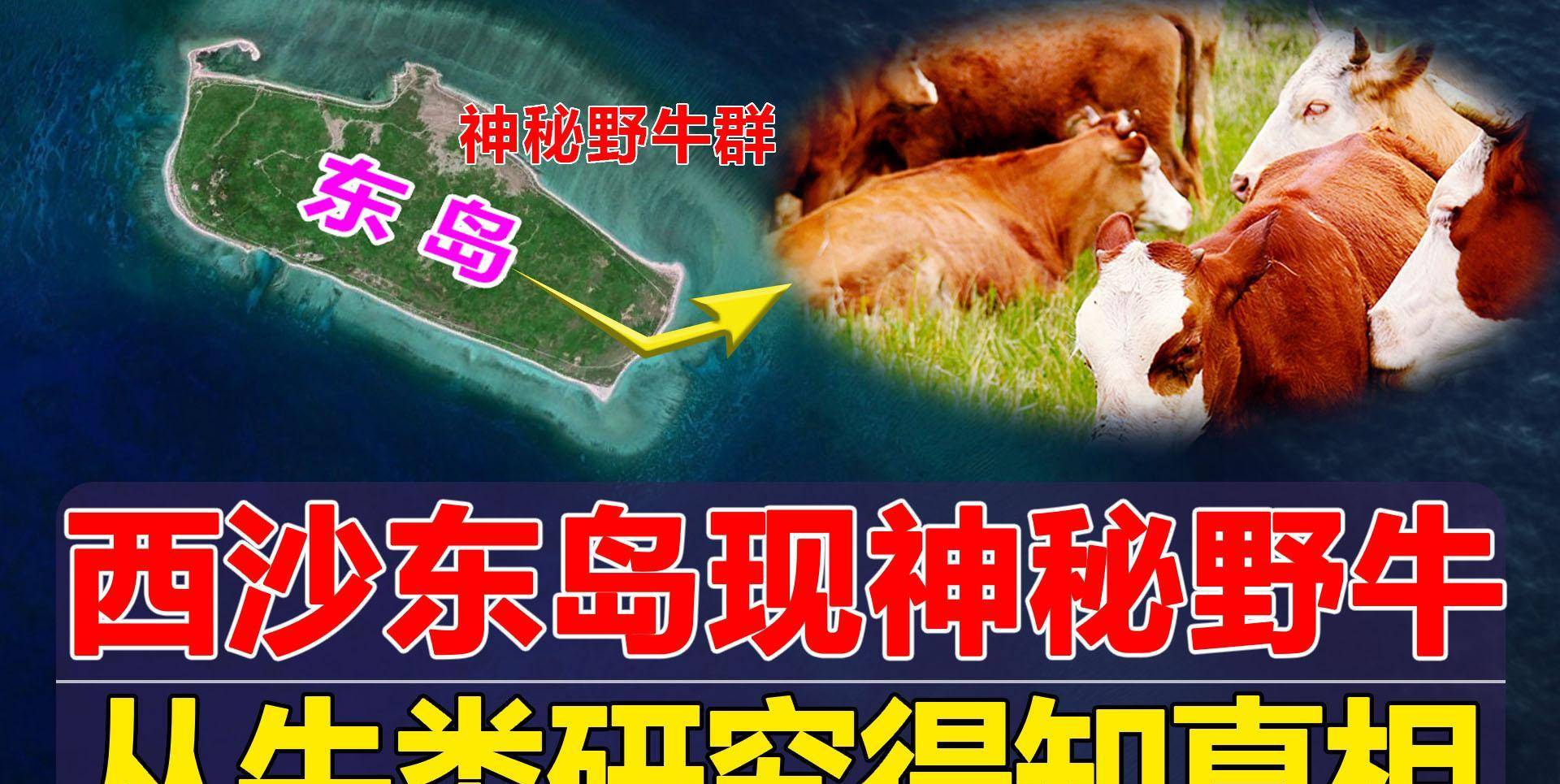 因为在这个岛屿上野牛成群,这座岛屿就是西沙群岛的东岛